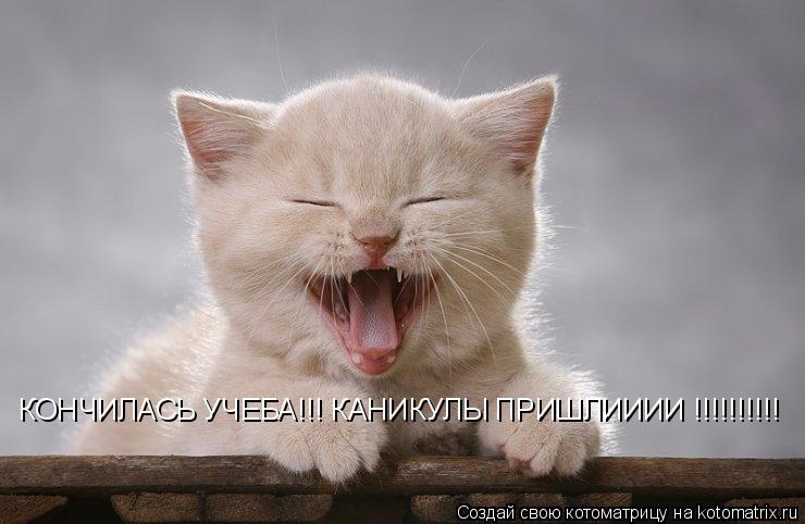 КОНЧИЛАСЬ УЧЕБА!!! КАНИКУЛЫ ПРИШЛИИИИ !!!!!!!!!!... Котоматрица: КОНЧИЛАСЬ УЧЕБА!!! КАНИКУЛЫ ПРИШЛИИИИ !!!!!!!!!!