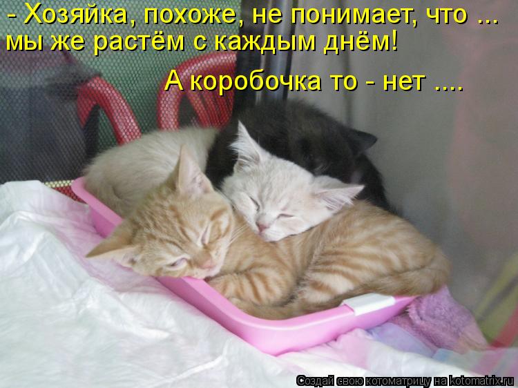 - Хозяйка, похоже, не понимает, что ... мы же растём с каждым днём! А коробочка то - нет ....... Котоматрица: - Хозяйка, похоже, не понимает, что ... мы же растём с каждым днём! А коробочка то - нет ....