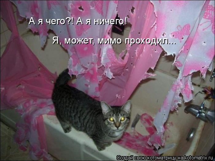А я чего?! А я ничего! Я, может, мимо проходил...... Котоматрица: А я чего?! А я ничего! Я, может, мимо проходил...