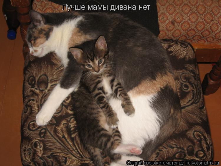 Лучше мамы дивана нет... Котоматрица: Лучше мамы дивана нет