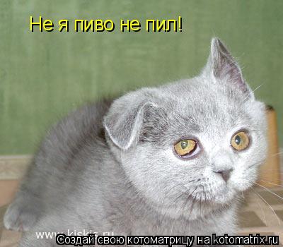 Не я пиво не пил!... Котоматрица: Не я пиво не пил!