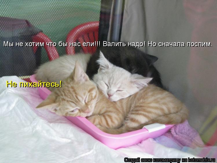 Мы не хотим что бы нас ели!!! Валить надо! Но сначала поспим. Не пихайтесь!... Котоматрица: Мы не хотим что бы нас ели!!! Валить надо! Но сначала поспим. Не пихайтесь!