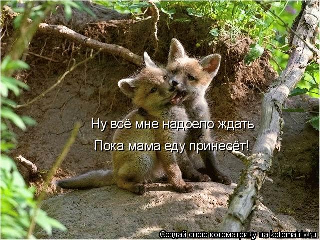 Ну всё мне надоело ждать Пока мама еду принесёт!... Котоматрица: Ну всё мне надоело ждать Пока мама еду принесёт!