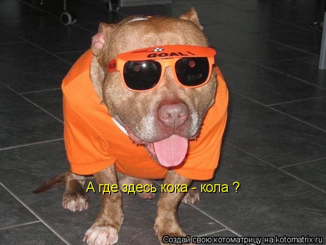 А где здесь кока - кола ?... Котоматрица: А где здесь кока - кола ?