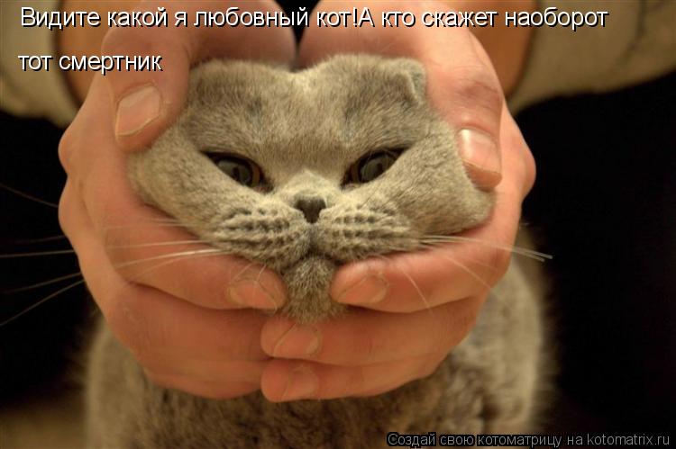 Видите какой я любовный кот!А кто скажет наоборот тот смертник... Котоматрица: Видите какой я любовный кот!А кто скажет наоборот тот смертник