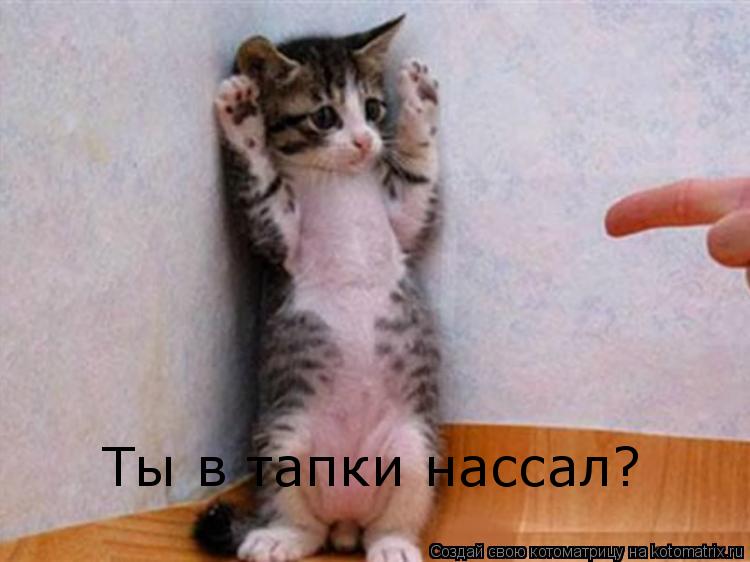 Ты в тапки нассал?... Котоматрица: Ты в тапки нассал?