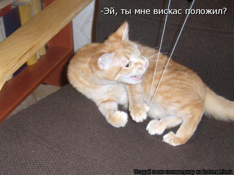 -Эй, ты мне вискас положил?... Котоматрица: -Эй, ты мне вискас положил?