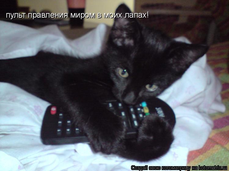 Котоматрица: пульт правления миром в моих лапах!