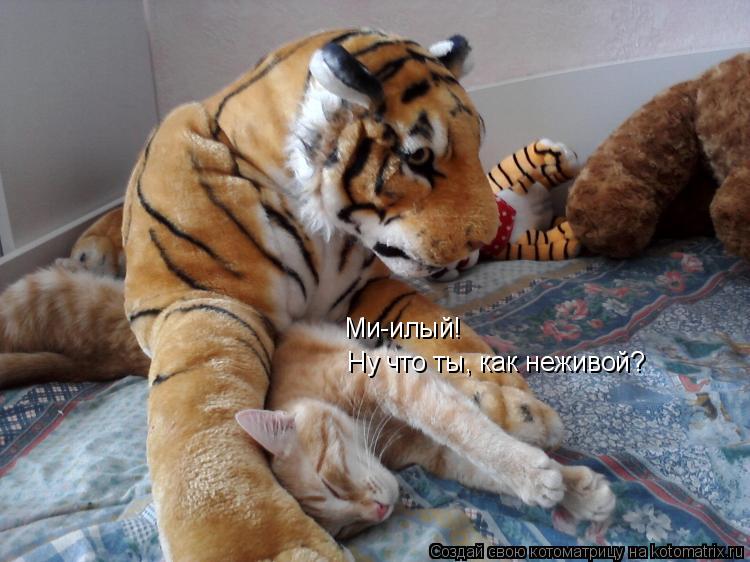 Котоматрица: Ми-илый! Ну что ты, как неживой?