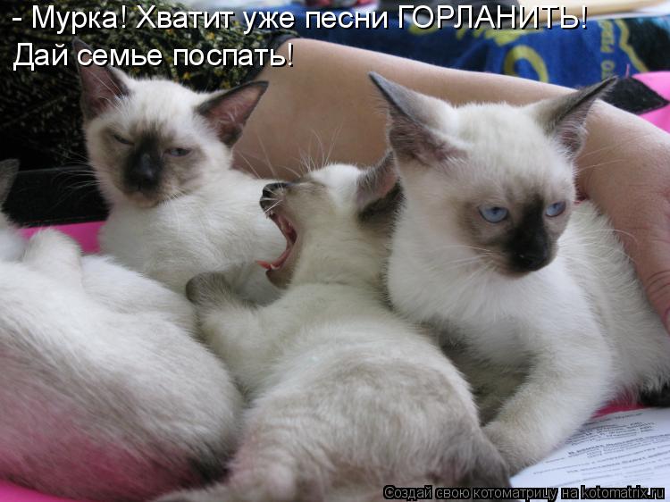 Котоматрица: - Мурка! Хватит уже песни ГОРЛАНИТЬ! Дай семье поспать!