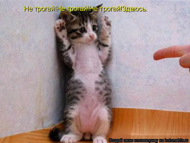 Котоматрица: Не трогай!Не трогай!Не трогай!  Не трогай!Не трогай!Не трогай!Здаюсь.