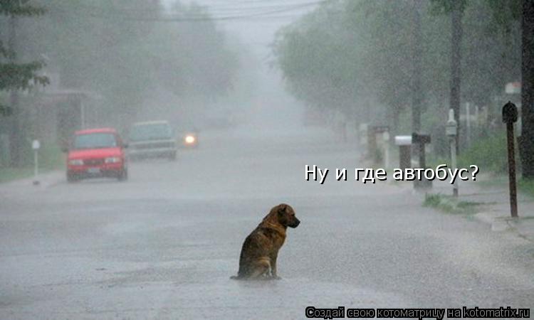 Котоматрица: Ну и где автобус?