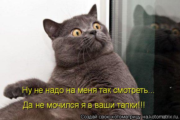 Котоматрица: Да не мочился я в ваши тапки!!! Ну не надо на меня так смотреть...