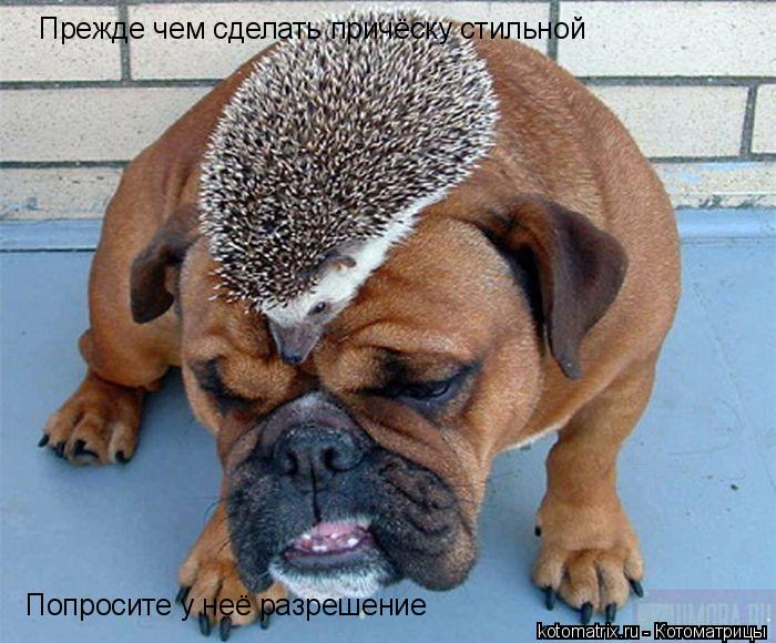 Котоматрица: Прежде чем сделать причёску стильной Попросите у неё разрешение