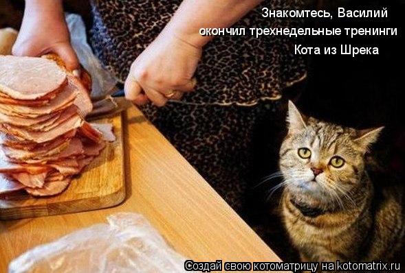 Котоматрица: Знакомтесь, Василий окончил трехнедельные тренинги  Кота из Шрека