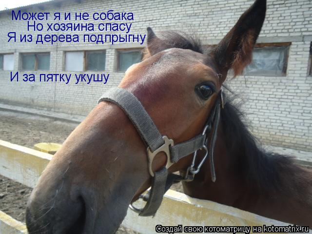 Котоматрица: Может я и не собака Но хозяина спасу Я из дерева подпрыгну И за пятку укушу