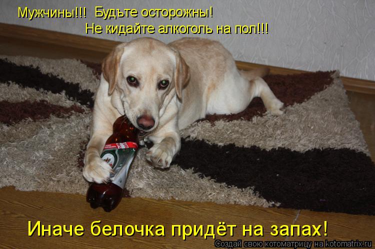 Котоматрица: Мужчины!!! Будъте осторожны! Не кидайте алкоголь на пол!!! Иначе белочка придёт на запах!