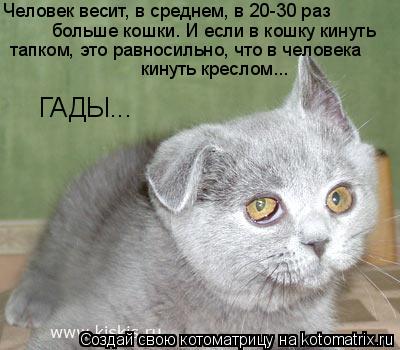 Человек весит, в среднем, в 20-30 раз больше кошки. И если в кошку кинуть тапком, это равносильно, ч... Котоматрица: Человек весит, в среднем, в 20-30 раз больше кошки. И если в кошку кинуть тапком, это равносильно, что в человека кинуть креслом... ГАДЫ...