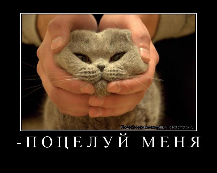 Котоматрица:  