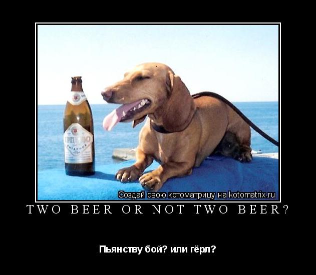 Two beer or not two beer? Пьянству бой? или гёрл?... Котоматрица: Two beer or not two beer? Пьянству бой? или гёрл?