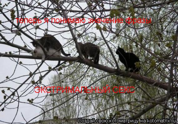 теперь я понимаю значение фразы ЭКСТРИМАЛЬНЫЙ СЕКС... Котоматрица: теперь я понимаю значение фразы ЭКСТРИМАЛЬНЫЙ СЕКС