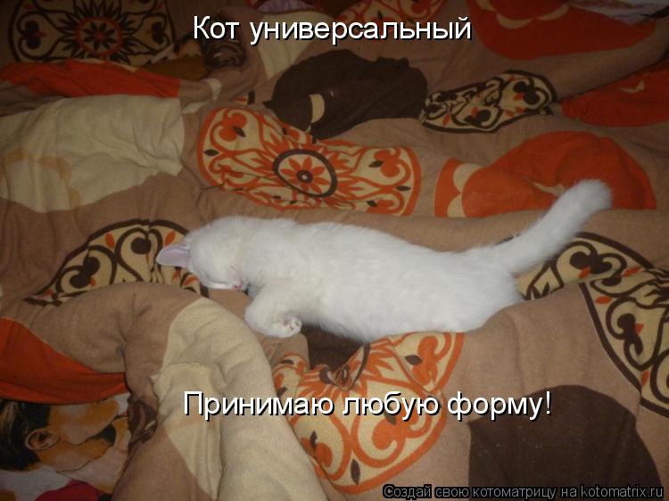 Кот универсальный Принимаю любую форму!... Котоматрица: Кот универсальный Принимаю любую форму!