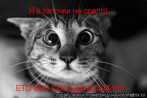 Я в тапочки не срал!!! ЕТО ВСЕ СОСЕДИ ХОЗЯИН!!!... Котоматрица: Я в тапочки не срал!!! ЕТО ВСЕ СОСЕДИ ХОЗЯИН!!!