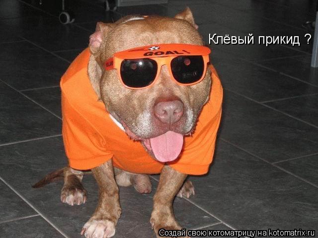 Клёвый прикид ?... Котоматрица: Клёвый прикид ?