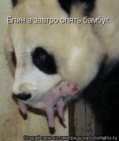 Блин а завтро опять бамбук... Котоматрица: Блин а завтро опять бамбук