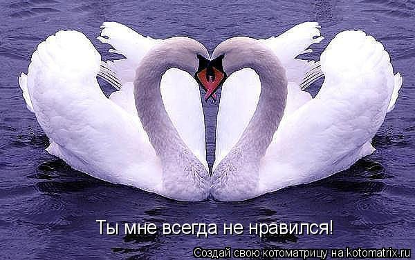Ты мне всегда не нравился!... Котоматрица: Ты мне всегда не нравился!