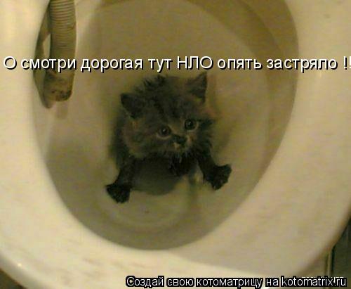 О смотри дорогая тут НЛО опять застряло !!!... Котоматрица: О смотри дорогая тут НЛО опять застряло !!!