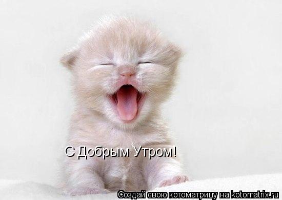 С Добрым Утром!... Котоматрица: С Добрым Утром!