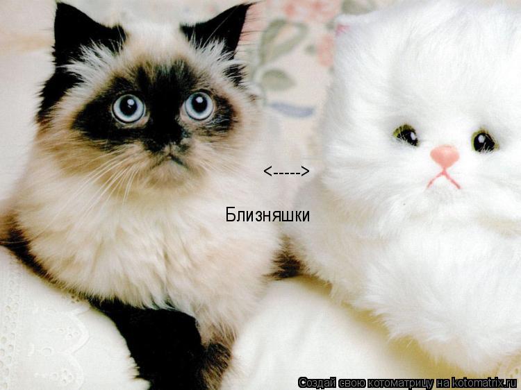 Близняшки <----->... Котоматрица: Близняшки <----->