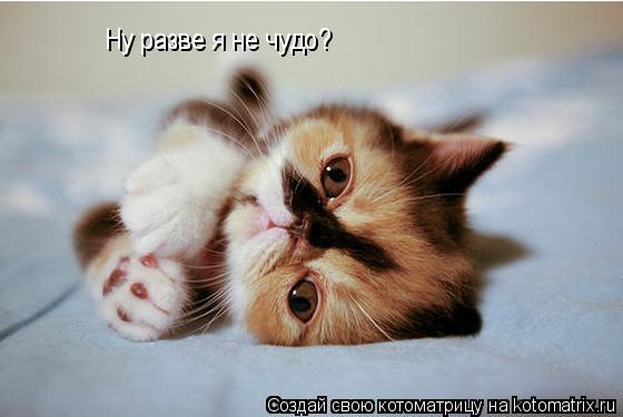 Ну разве я не чудо?... Котоматрица: Ну разве я не чудо?