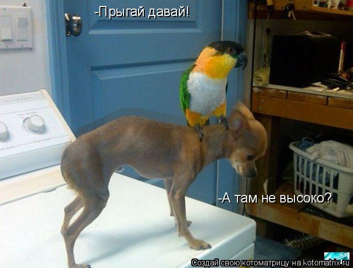 -Прыгай давай! -А там не высоко?... Котоматрица: -Прыгай давай! -А там не высоко?
