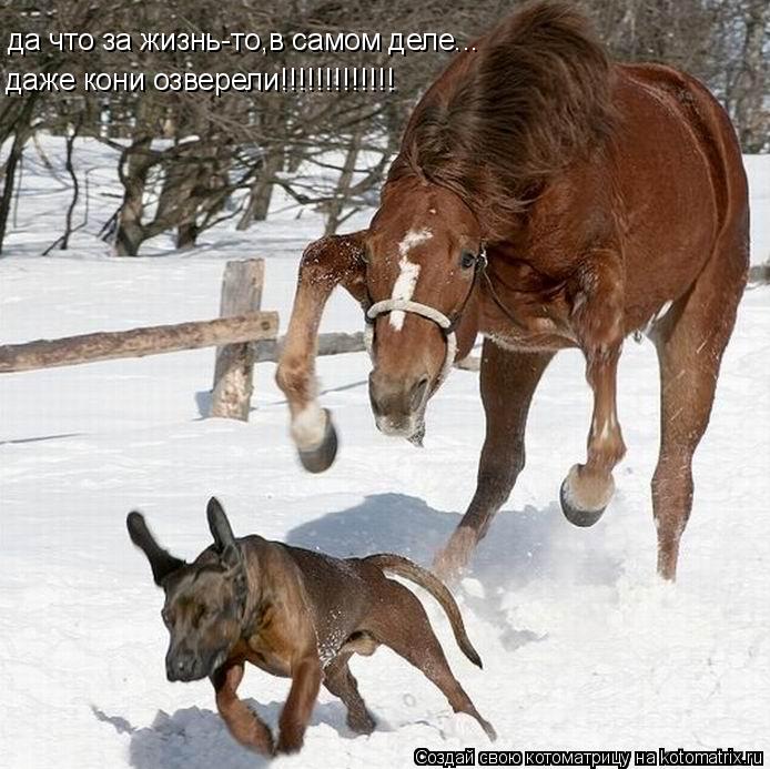 да что за жизнь-то,в самом деле... даже кони озверели!!!!!!!!!!!!!... Котоматрица: да что за жизнь-то,в самом деле... даже кони озверели!!!!!!!!!!!!!