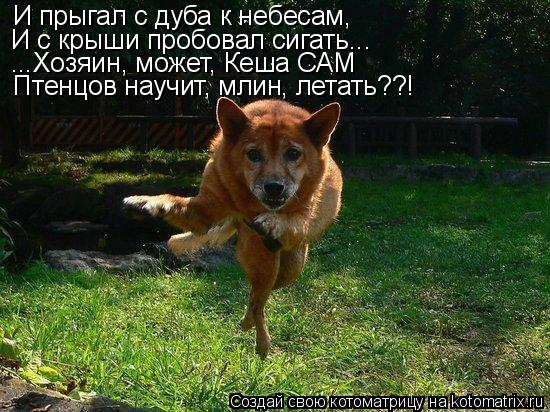 И прыгал с дуба к небесам, И с крыши пробовал сигать... ...Хозяин, может, Кеша САМ Птенцов научит, мл... Котоматрица: И прыгал с дуба к небесам, И с крыши пробовал сигать... ...Хозяин, может, Кеша САМ Птенцов научит, млин, летать??!