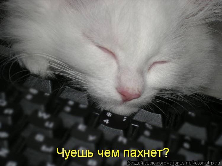 Чуешь чем пахнет?... Котоматрица: Чуешь чем пахнет?