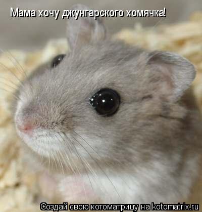 Мама хочу джунгарского хомячка!... Котоматрица: Мама хочу джунгарского хомячка!