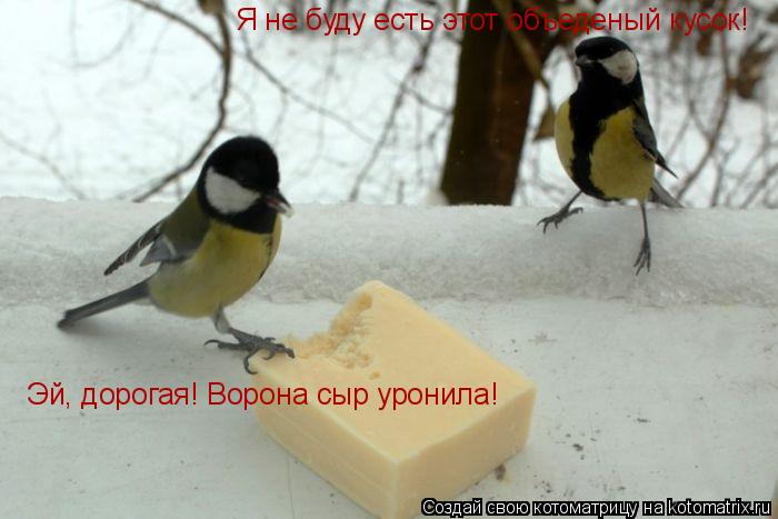 Эй, дорогая! Ворона сыр уронила! Я не буду есть этот объеденый кусок!... Котоматрица: Эй, дорогая! Ворона сыр уронила! Я не буду есть этот объеденый кусок!