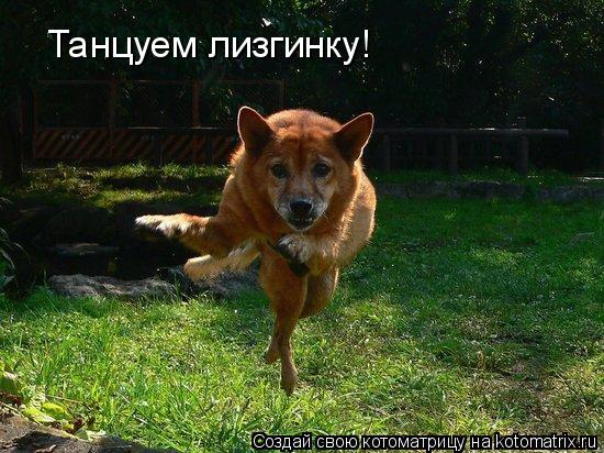 Танцуем лизгинку!... Котоматрица: Танцуем лизгинку!