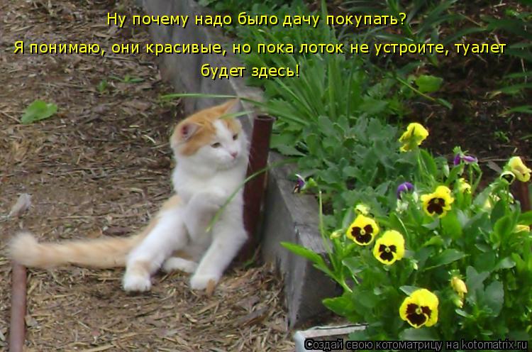 Ну почему надо было дачу покупать? Я понимаю, они красивые, но пока лоток не устроите, туалет будет... Котоматрица: Ну почему надо было дачу покупать? Я понимаю, они красивые, но пока лоток не устроите, туалет будет здесь!