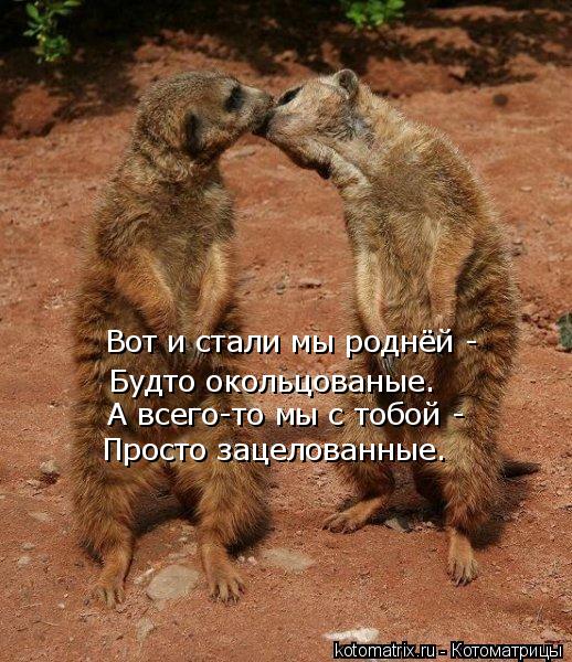 Вот и стали мы роднёй - Будто окольцованые. А всего-то мы с тобой - Просто зацелованные.... Котоматрица: Вот и стали мы роднёй - Будто окольцованые. А всего-то мы с тобой - Просто зацелованные.