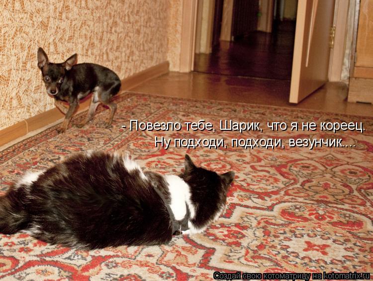 - Повезло тебе, Шарик, что я не кореец. Ну подходи, подходи, везунчик....... Котоматрица: - Повезло тебе, Шарик, что я не кореец. Ну подходи, подходи, везунчик....