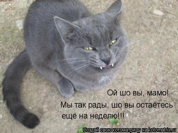 Ой шо вы, мамо! Мы так рады, шо вы остаётесь ещё на неделю!!!... Котоматрица: Ой шо вы, мамо! Мы так рады, шо вы остаётесь ещё на неделю!!!