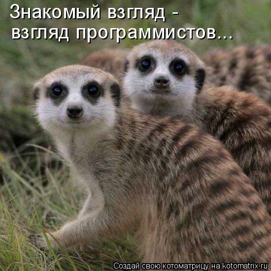 Знакомый взгляд - взгляд программистов...... Котоматрица: Знакомый взгляд - взгляд программистов...