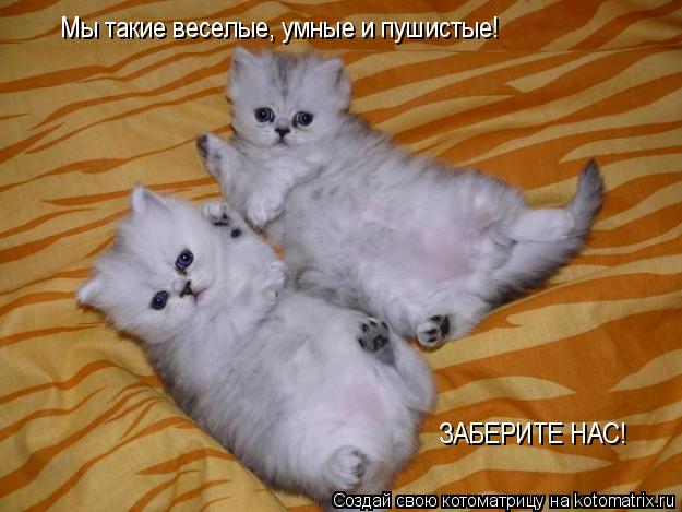 Мы такие веселые, умные и пушистые! ЗАБЕРИТЕ НАС!... Котоматрица: Мы такие веселые, умные и пушистые! ЗАБЕРИТЕ НАС!