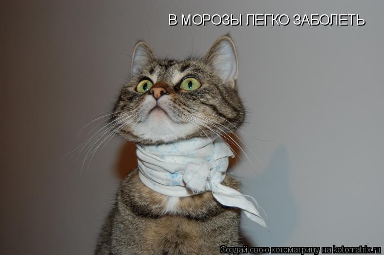 Котоматрица: В МОРОЗЫ ЛЕГКО ЗАБОЛЕТЬ
