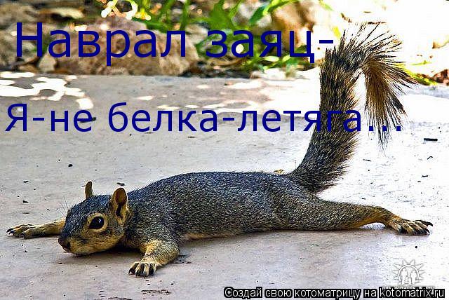 Наврал заяц- Я-не белка-летяга...... Котоматрица: Наврал заяц- Я-не белка-летяга...
