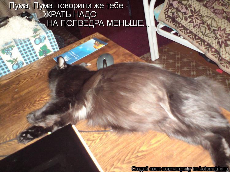 Котоматрица: Пума, Пума..говорили же тебе -  ЖРАТЬ НАДО НА ПОЛВЕДРА МЕНЬШЕ...